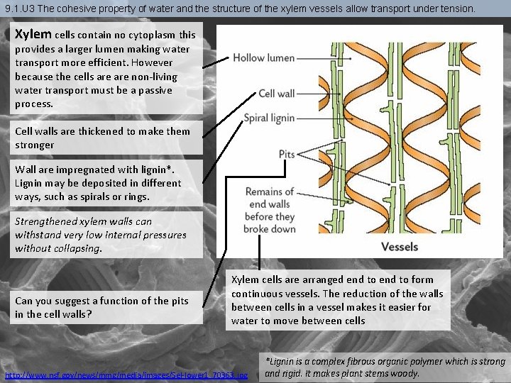 9. 1. U 3 The cohesive property of water and the structure of the