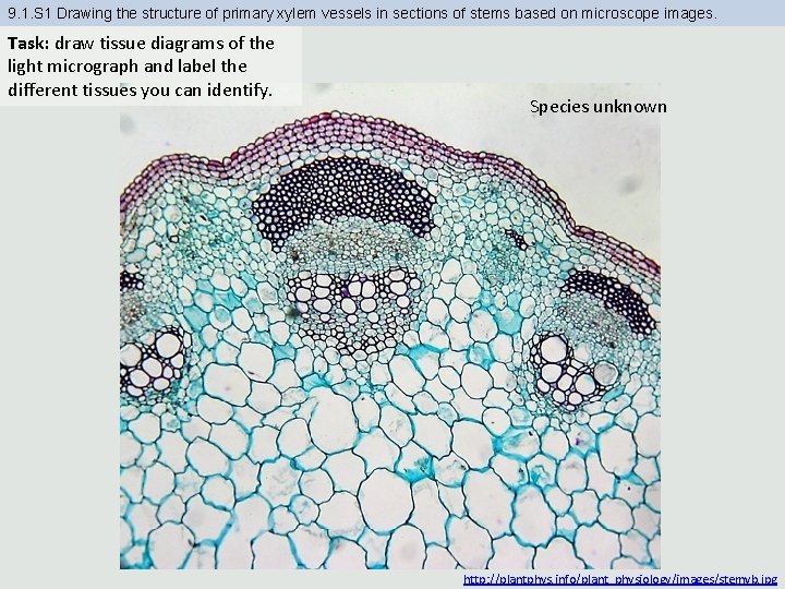 9. 1. S 1 Drawing the structure of primary xylem vessels in sections of