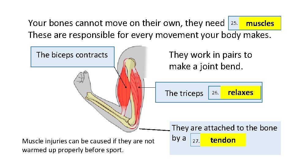 Your bones cannot move on their own, they need 25. muscles These are responsible
