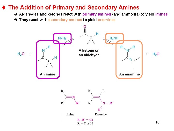 t The Addition of Primary and Secondary Amines è Aldehydes and ketones react with