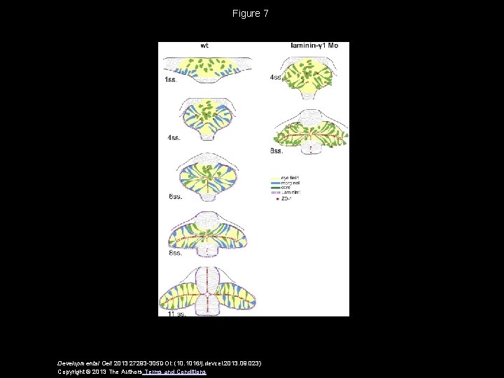 Figure 7 Developmental Cell 2013 27293 -305 DOI: (10. 1016/j. devcel. 2013. 09. 023)