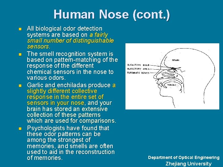 Human Nose (cont. ) n n All biological odor detection systems are based on