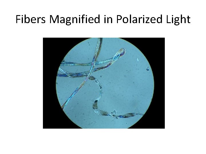 Fibers Magnified in Polarized Light 