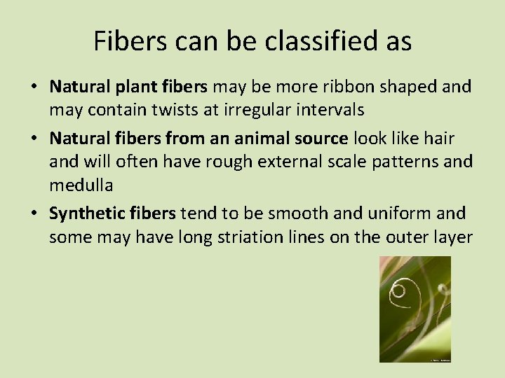 Fibers can be classified as • Natural plant fibers may be more ribbon shaped