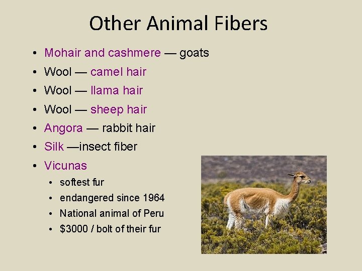 Other Animal Fibers • Mohair and cashmere — goats • Wool — camel hair