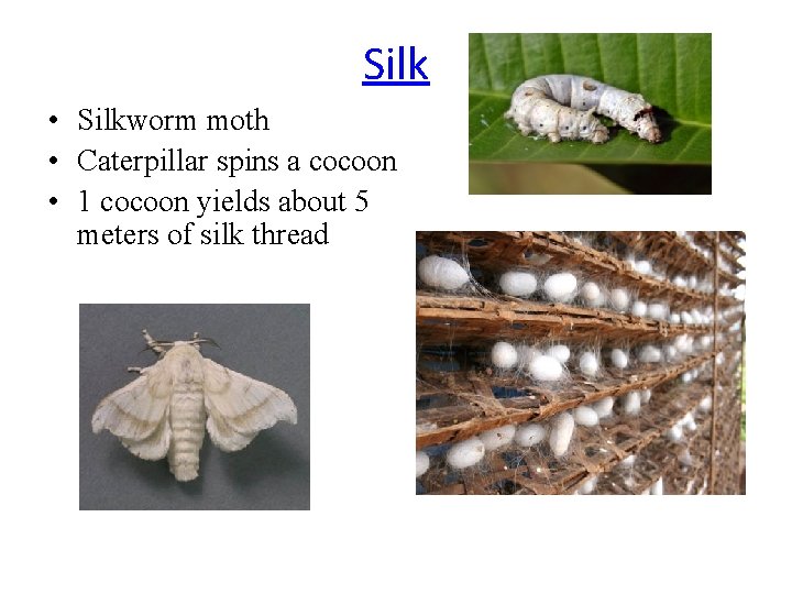 Silk • Silkworm moth • Caterpillar spins a cocoon • 1 cocoon yields about