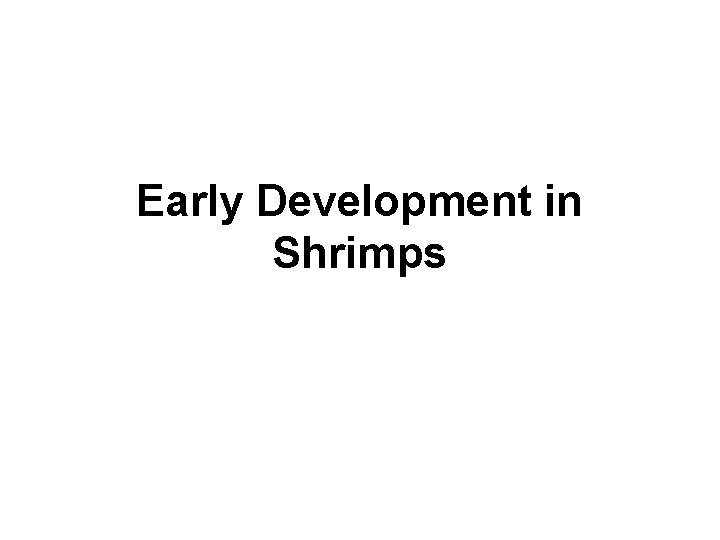 Early Development in Shrimps 