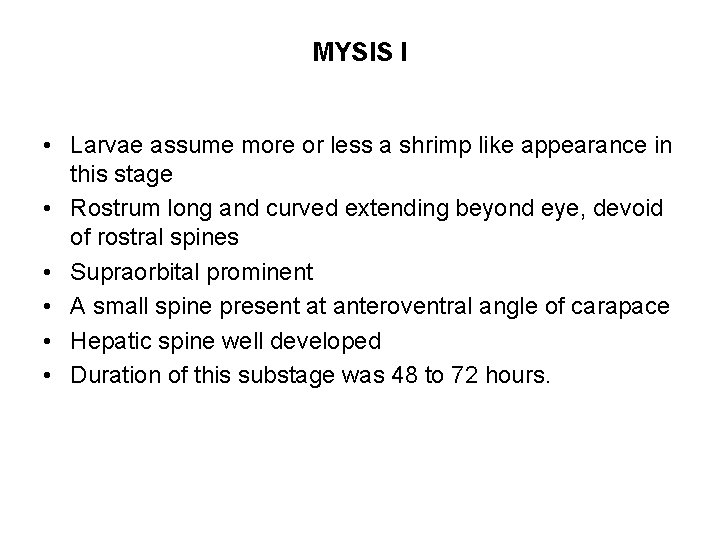 MYSIS I • Larvae assume more or less a shrimp like appearance in this