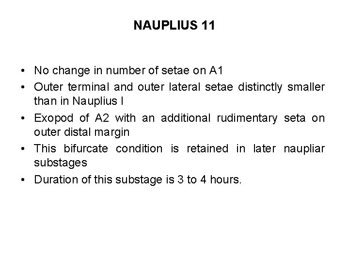 NAUPLIUS 11 • No change in number of setae on A 1 • Outer