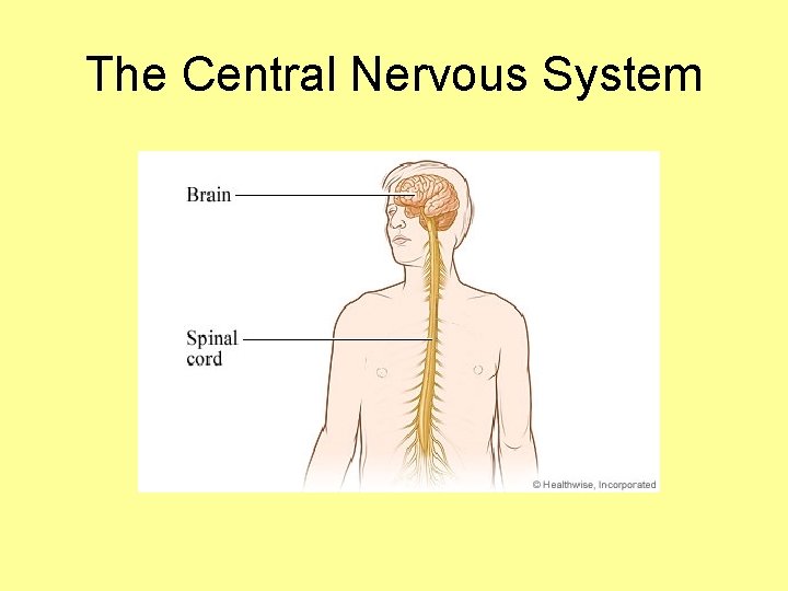 The Central Nervous System 