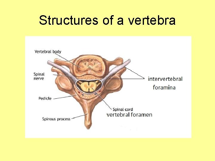 Structures of a vertebra 