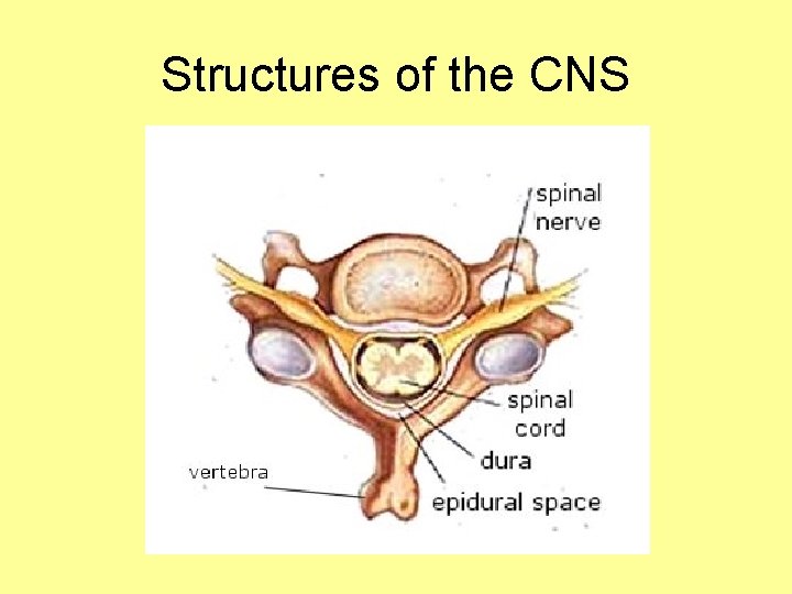 Structures of the CNS 