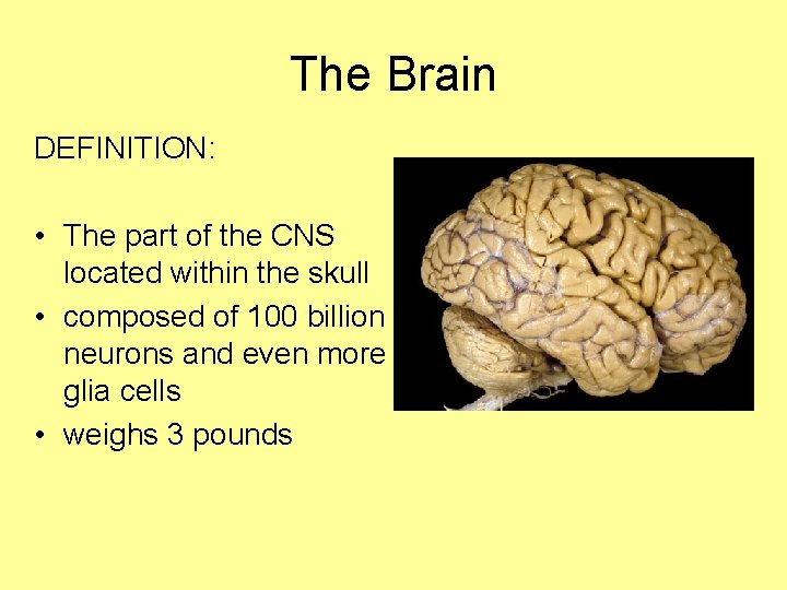 The Brain DEFINITION: • The part of the CNS located within the skull •