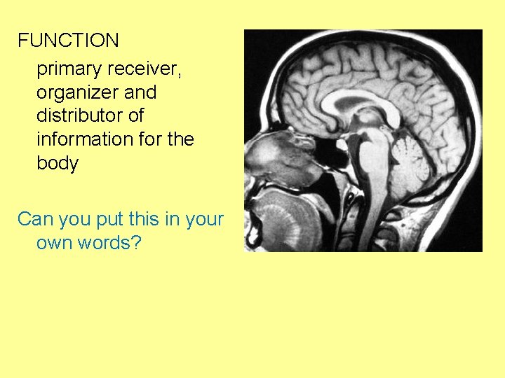 FUNCTION primary receiver, organizer and distributor of information for the body Can you put