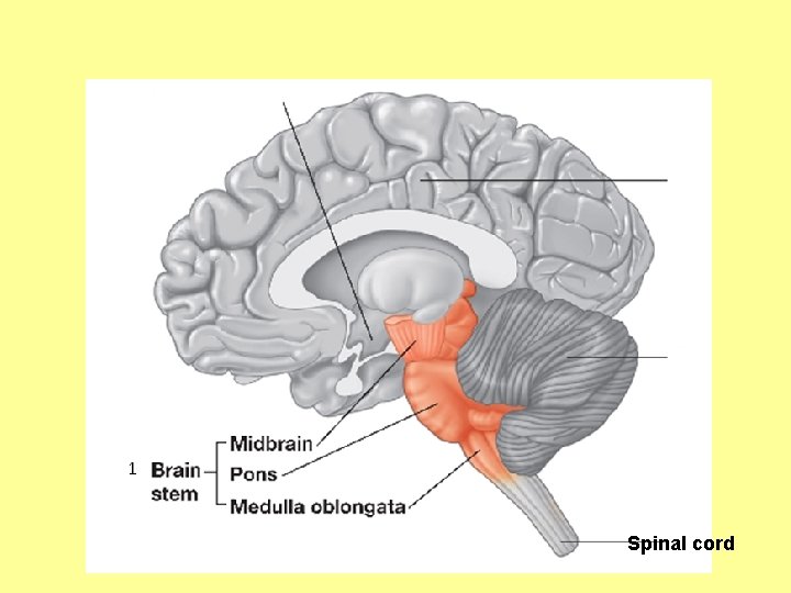 Spinal cord 