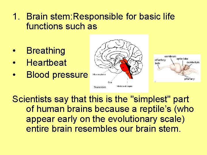 1. Brain stem: Responsible for basic life functions such as • • • Breathing