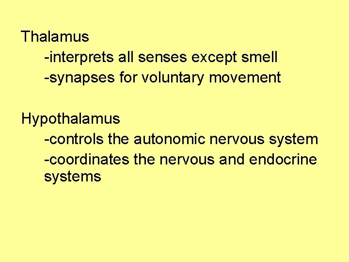 Thalamus -interprets all senses except smell -synapses for voluntary movement Hypothalamus -controls the autonomic