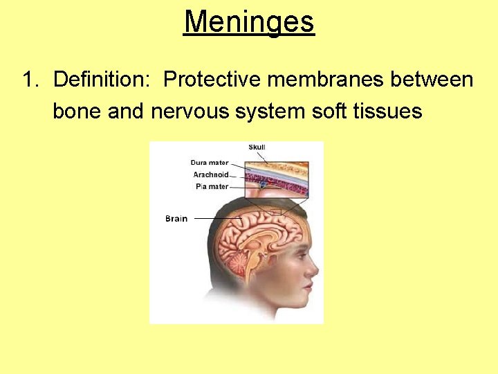 Meninges 1. Definition: Protective membranes between bone and nervous system soft tissues 