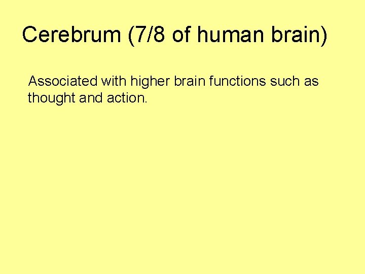 Cerebrum (7/8 of human brain) Associated with higher brain functions such as thought and