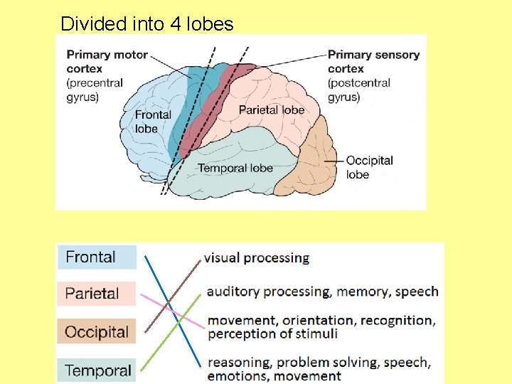 Divided into 4 lobes 