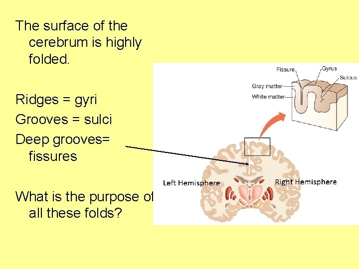 The surface of the cerebrum is highly folded. Ridges = gyri Grooves = sulci