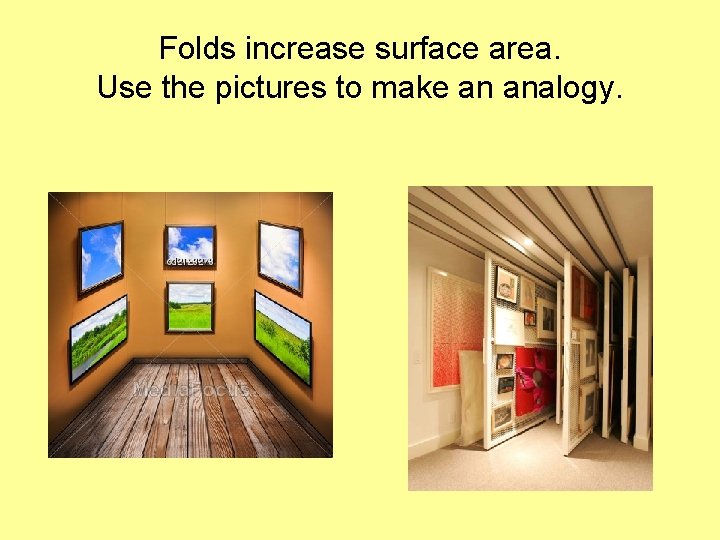 Folds increase surface area. Use the pictures to make an analogy. 
