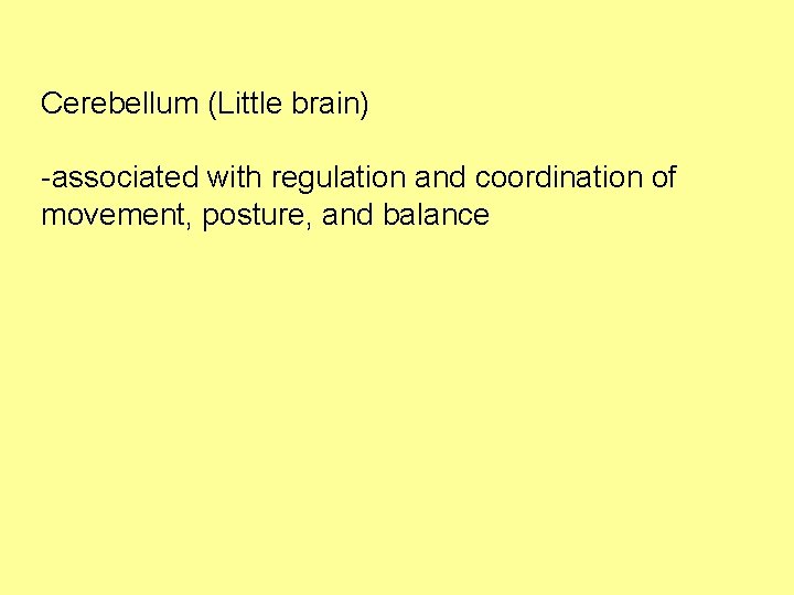 Cerebellum (Little brain) -associated with regulation and coordination of movement, posture, and balance 