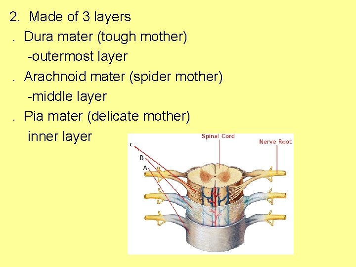 2. Made of 3 layers  . Dura mater (tough mother)   -outermost layer  .