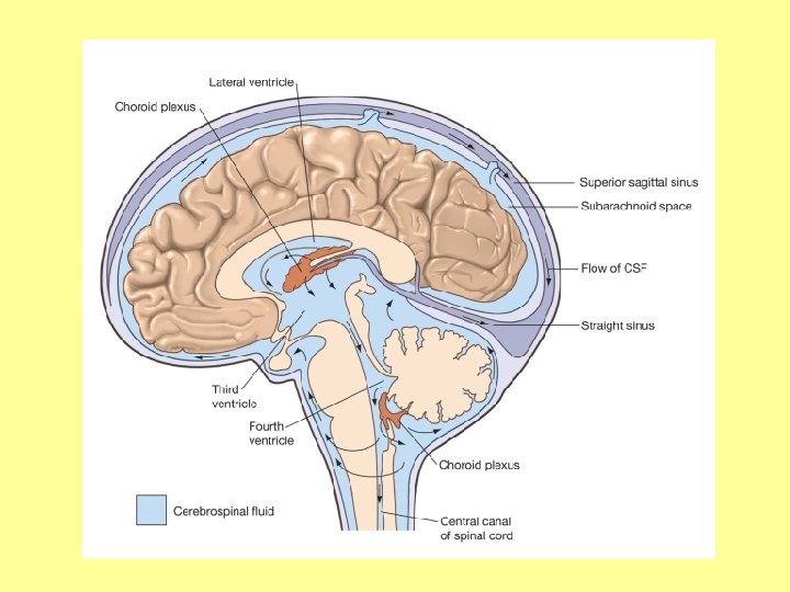 The Central Nervous System Meninges 1 Definition Protective