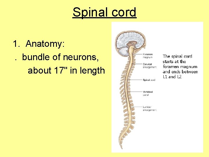 Spinal cord 1. Anatomy:  . bundle of neurons, about 17" in length 