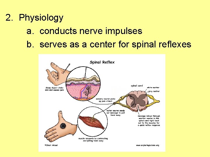 2. Physiology a. conducts nerve impulses b. serves as a center for spinal reflexes