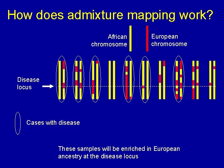 How does admixture mapping work? African chromosome European chromosome Disease locus Cases with disease How does admixture mapping work? African chromosome European chromosome Disease locus Cases with disease