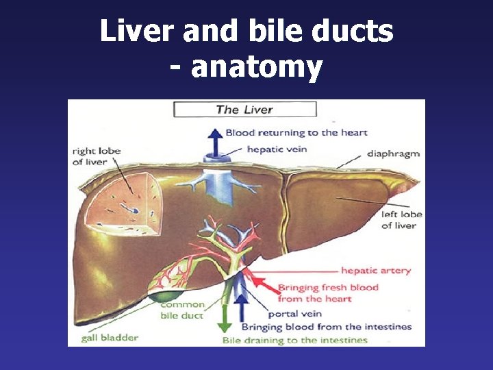 Liver and bile ducts - anatomy 