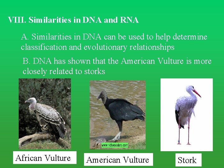 VIII. Similarities in DNA and RNA A. Similarities in DNA can be used to VIII. Similarities in DNA and RNA A. Similarities in DNA can be used to