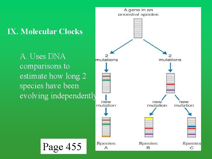 IX. Molecular Clocks A. Uses DNA comparisons to estimate how long 2 species have IX. Molecular Clocks A. Uses DNA comparisons to estimate how long 2 species have