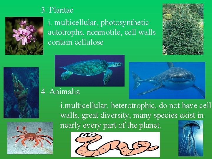 3. Plantae i. multicellular, photosynthetic autotrophs, nonmotile, cell walls contain cellulose 4. Animalia i. 3. Plantae i. multicellular, photosynthetic autotrophs, nonmotile, cell walls contain cellulose 4. Animalia i.