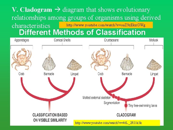 V. Cladogram diagram that shows evolutionary relationships among groups of organisms using derived http: V. Cladogram diagram that shows evolutionary relationships among groups of organisms using derived http: