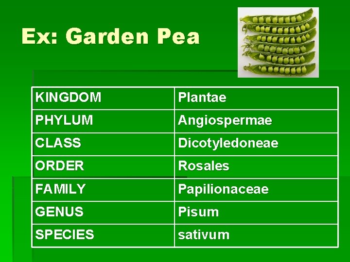 Ex: Garden Pea KINGDOM Plantae PHYLUM Angiospermae CLASS Dicotyledoneae ORDER Rosales FAMILY Papilionaceae GENUS