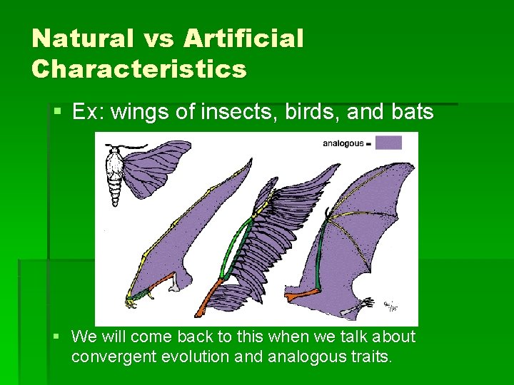 Natural vs Artificial Characteristics § Ex: wings of insects, birds, and bats § We