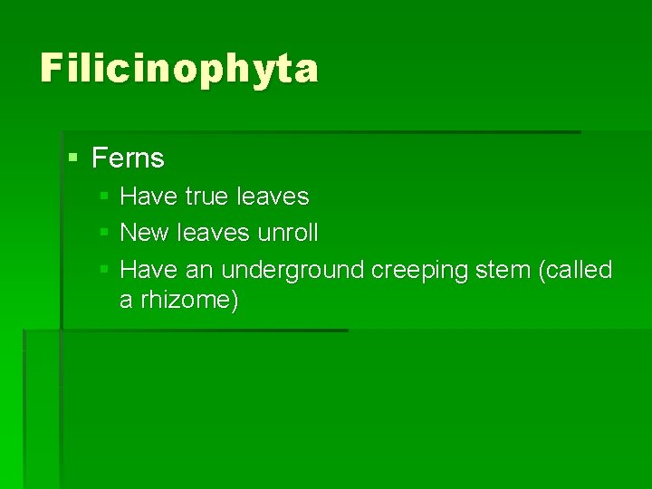 Filicinophyta § Ferns § Have true leaves § New leaves unroll § Have an