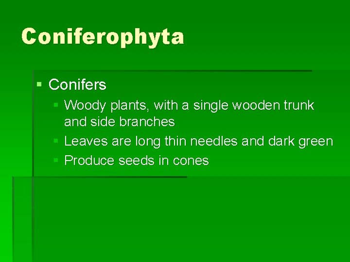 Coniferophyta § Conifers § Woody plants, with a single wooden trunk and side branches