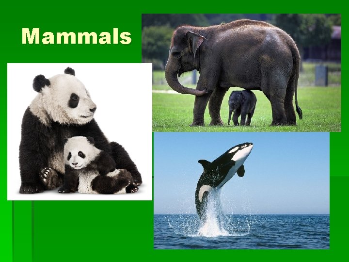 Mammals 