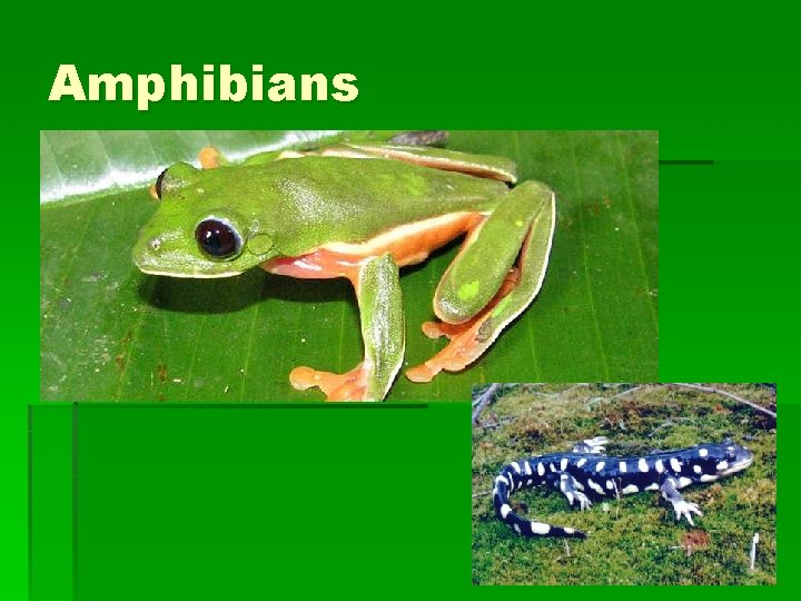 Amphibians 