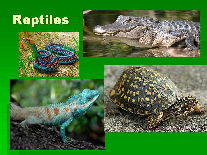 Reptiles 