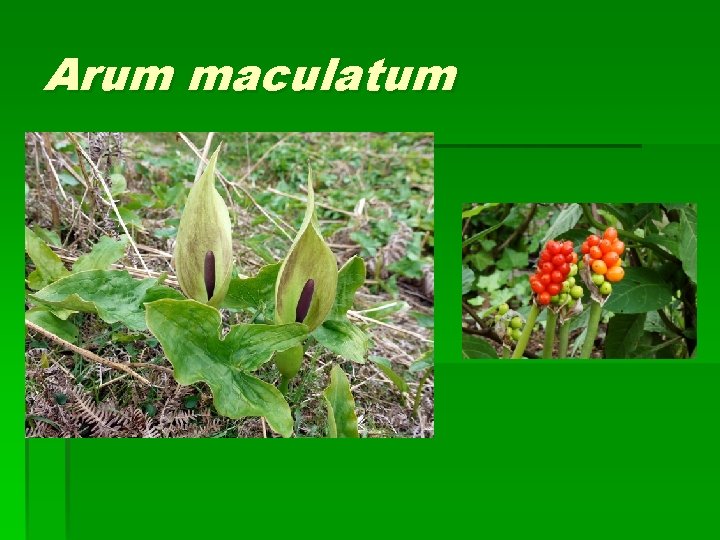 Arum maculatum 