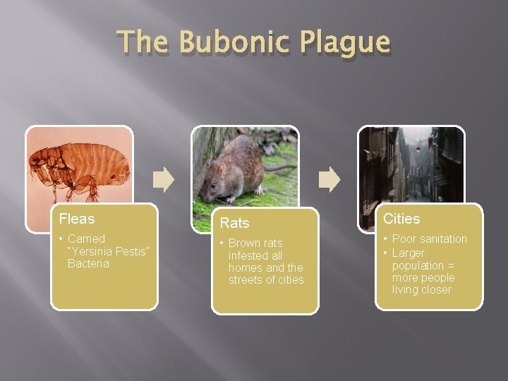 The Bubonic Plague Fleas Rats Cities • Carried “Yersinia Pestis” Bacteria • Brown rats