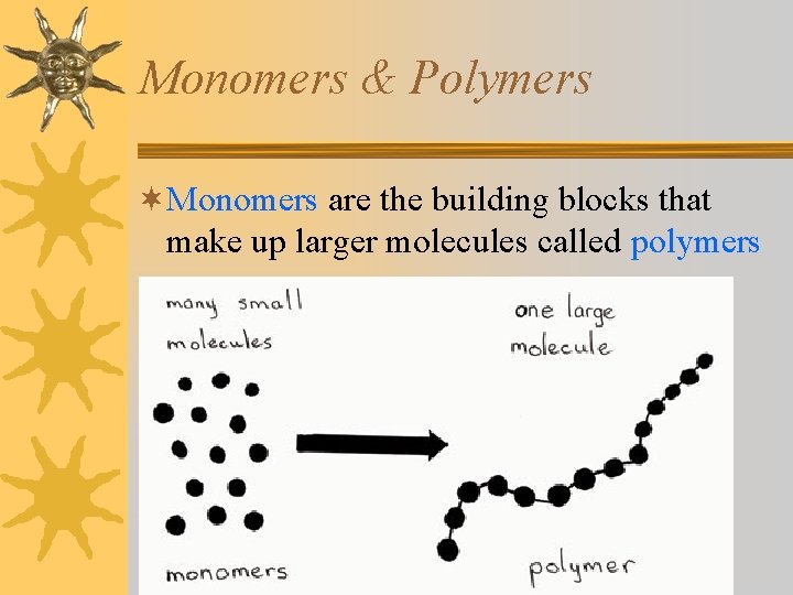 Monomers & Polymers ¬Monomers are the building blocks that make up larger molecules called