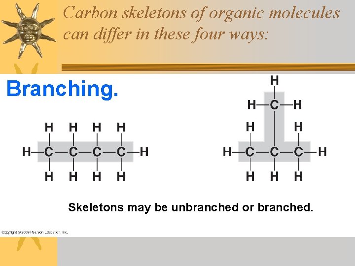 Carbon skeletons of organic molecules can differ in these four ways: Branching. Skeletons may