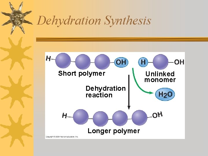 Dehydration Synthesis Short polymer Dehydration reaction Longer polymer Unlinked monomer 