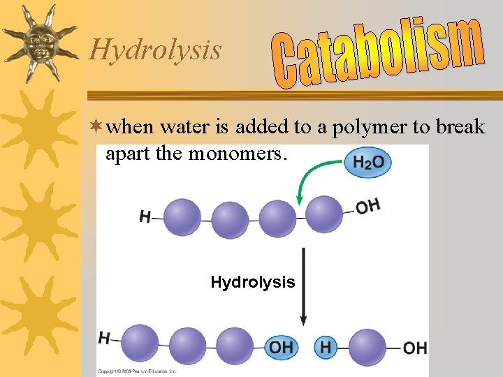 Hydrolysis ¬when water is added to a polymer to break apart the monomers. Hydrolysis